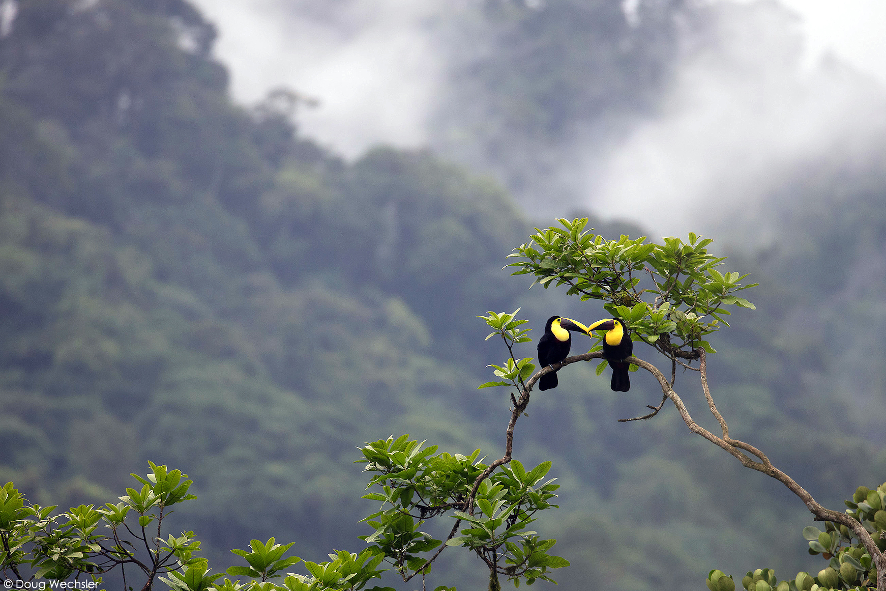 Acerca de la Reserva Buenaventura